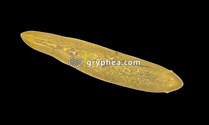 Planaire x2,5 - gryphea.org